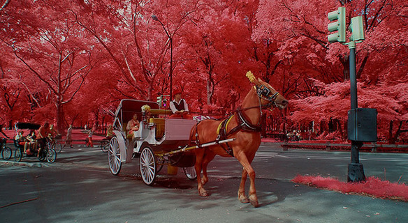 new-york-city-companion-horse-carriage-ride[1]